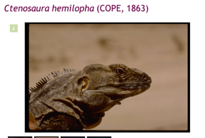 iguana.png