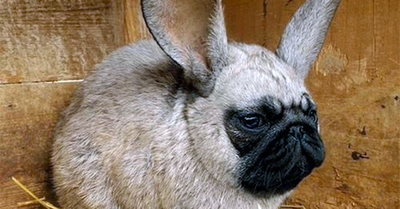 pugly.png