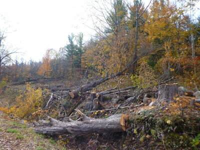 runwayapproachclearingaugsept2020 152.JPG