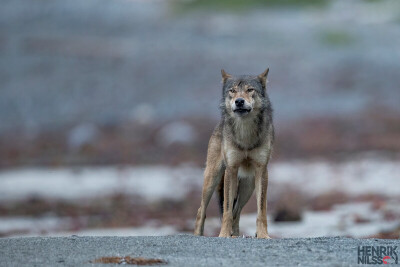 Coastal%20Wolf%20Beach%209%20Logo-X3.jpg