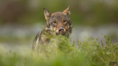 Coastal%20Wolf%209%20Sept%202020%20Logo-X3.jpg