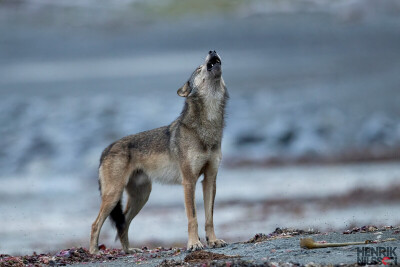 Coastal%20Wolf%20Beach%208%20Logo-X3.jpg
