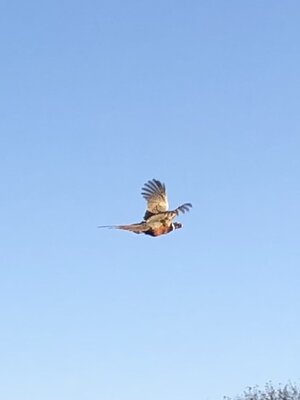 56CF3543-E585-4264-89B0-D5B6544AD557.jpeg