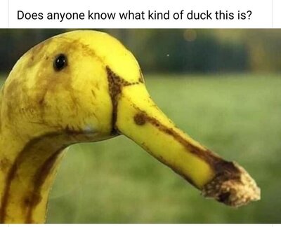 17221.jpeg