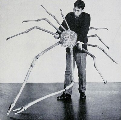 Japanese Spider Crab.jpg