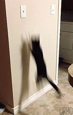 7223f242debe0af5ac2ab1b9b1dce93a.gif