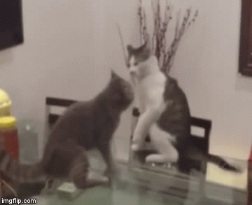b937f57a55564eff26bf07abdc686be2.gif