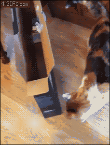 f2bd5e240c8e96d6fed581456c06450c.gif