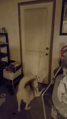 ebe3b6d3ae2c3495cb5ab96ae067a539.gif