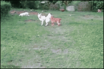 funny-gif-dog-fail.gif
