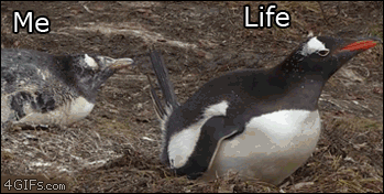 2E1.gif