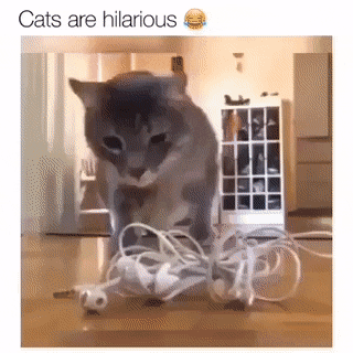 b4c2a4a63bf391c333951a7d802b5ef3.gif