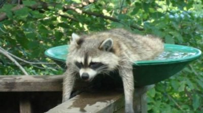 hot-raccoon-in-bird-bath.jpg