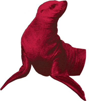 7104179_seal-animal-red-seal-hd-png-download.png