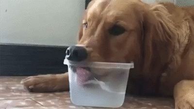 Dog thristy.gif