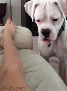 Funny dog.gif