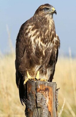Buzzard.jpg