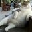 NOTTA TUFCAT