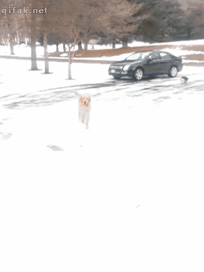 tumblr_nk312a1sA71s2yegdo1_400.gif