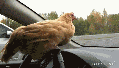 e0429216a39f60b57256439604083f35.gif