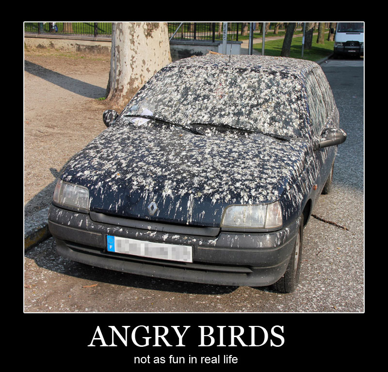 angry-birds-not-as-fun-in-real-life.jpg