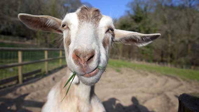Chicago-goat-at-OHare.jpg
