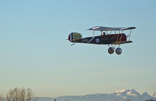 Pup1DC-6484a.jpg