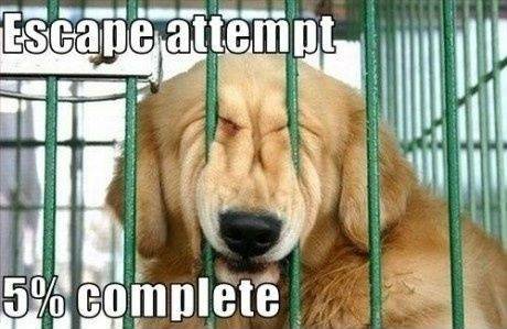 pics-of-dogs.jpg