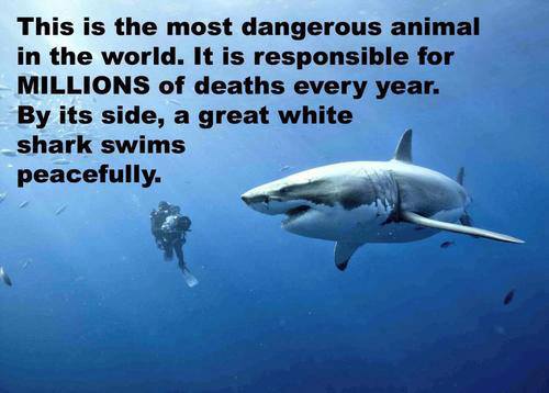 16%20-%20Shark.jpg