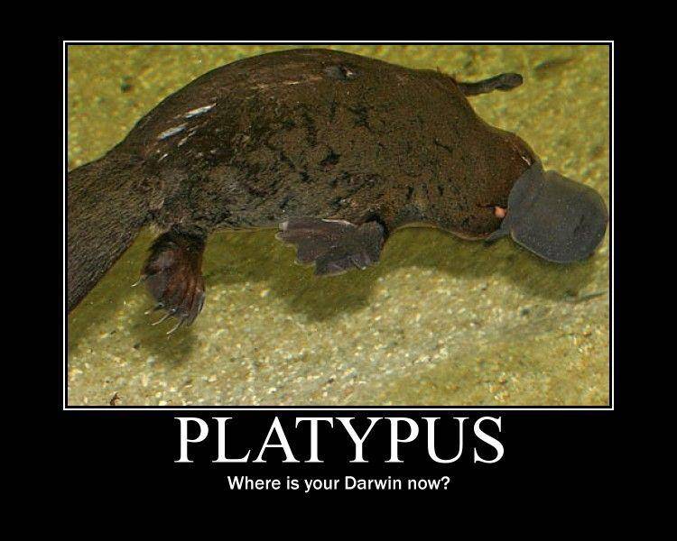 Platypus.jpg