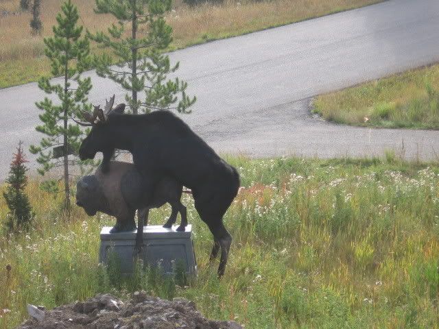 moose-humps-bison-statue-3-1-1.jpg