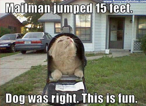 cat-in-mailbox.jpg