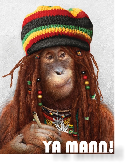 funny_lol_animals_jamaica_monkey.jpg